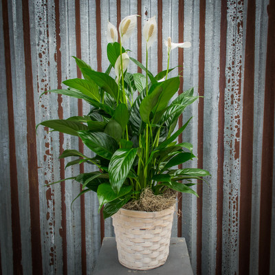 Peace Lily - 6